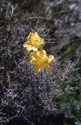 Image of Gladiolus pritzelii by (c) Tom Lloyd Evans, some rights reserved (CC BY-SA)