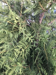 Thuja occidentalis