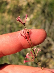 Asperula aristata