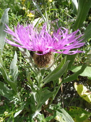 Centaurea uniflora