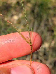 Asperula aristata