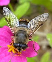 Eristalis tenax
