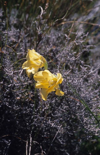 Image of Golden Lady by (c) Tom Lloyd Evans, some rights reserved (CC BY-SA)