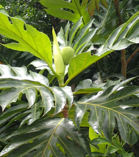 Artocarpus altilis