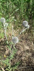 Echinops sphaerocephalus
