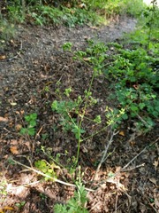 Physospermum cornubiense