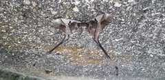 Copiopteryx