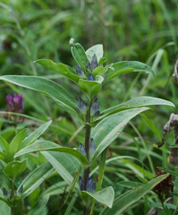 Puccinia gentianae