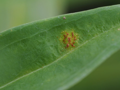 Puccinia gentianae