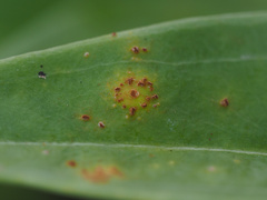 Puccinia gentianae