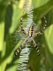 Argiope aurantia