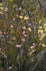 Erica daphniflora