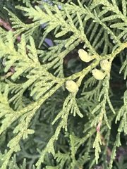Thuja occidentalis