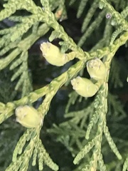 Thuja occidentalis