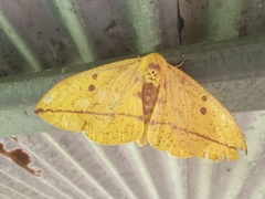 Eacles imperialis cacicus