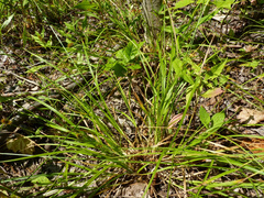 Carex cephalophora