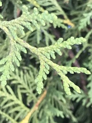 Thuja occidentalis