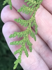 Thuja occidentalis