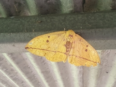 Eacles imperialis cacicus