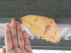 Eacles imperialis cacicus