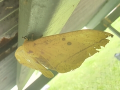 Eacles imperialis cacicus