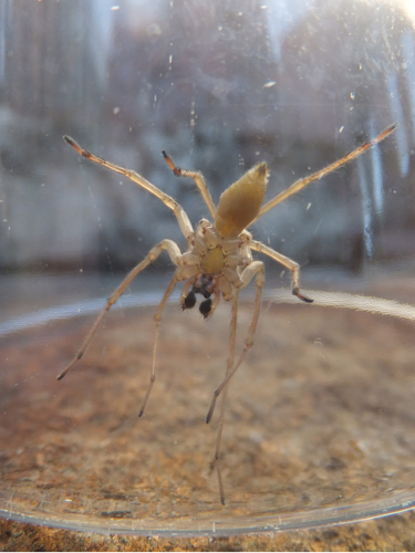 Northern Yellow Sac Spider photo 3