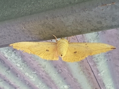 Eacles imperialis cacicus