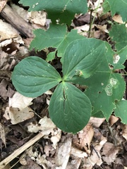 Trillium grandiflorum