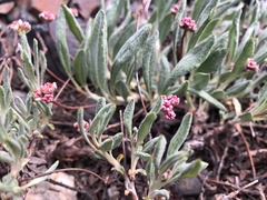 Eriogonum coloradense
