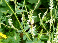 Philanthus triangulum