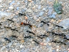 Eciton burchellii parvispinum