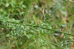 Pachytrachis striolatus