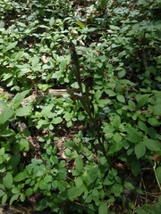 Himantoglossum comperianum