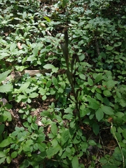 Himantoglossum comperianum
