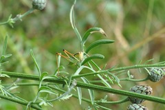 Pachytrachis striolatus