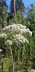 Angelica sylvestris