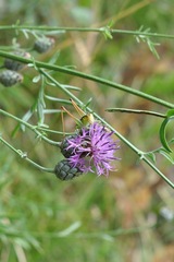 Pachytrachis striolatus