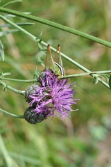 Pachytrachis striolatus