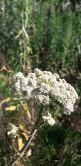 Angelica sylvestris