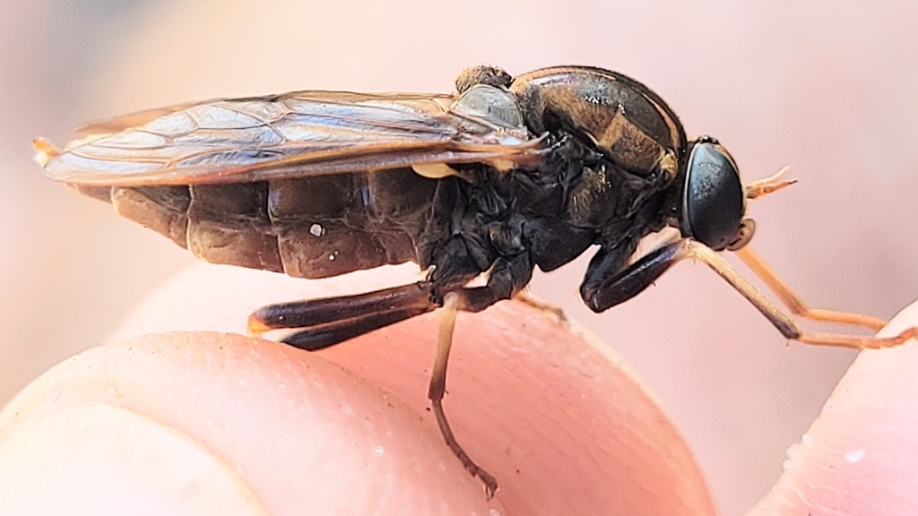 Arthropeas magna