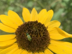 Diabrotica longicornis
