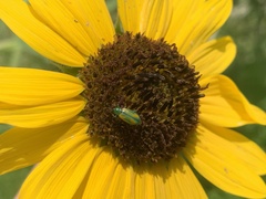 Diabrotica longicornis