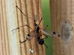 Dictenidia bimaculata