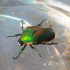 Cotinis nitida
