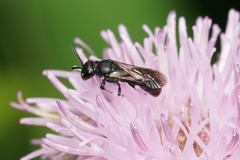 Hylaeus mesillae cressoni