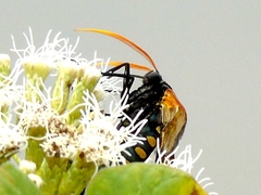 Isanthrene perboscii