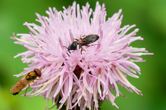 Hylaeus mesillae cressoni
