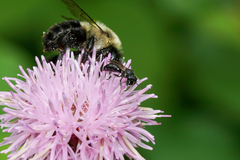 Hylaeus mesillae cressoni