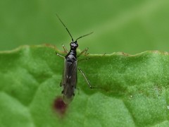 Dicyphus errans