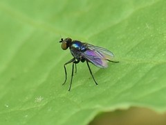Chrysotus gramineus